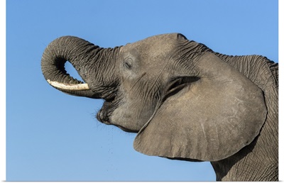 Elephant (Loxodonta Africana) Drinking, Mashatu Game Reserve, Botswana, Africa