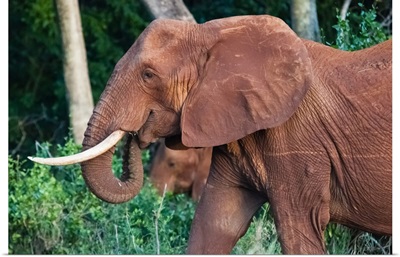 Elephant (Loxodonta Africana), Tsavo East National Park, Kenya, East Africa, Africa