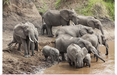 Elephants at Mara River, Masai Mara National Reserve, Kenya, Africa