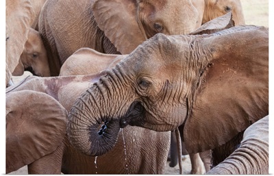 Elephants Drinking, Taita Hills Wildlife Sanctuary, Kenya, East Africa, Africa