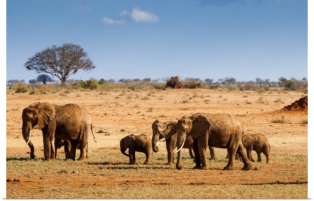 Elephants parade (Loxodonta africana), Tsavo East National Park, Kenya, East Africa, Africa