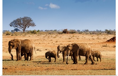 Elephants Parade (Loxodonta Africana), Tsavo East National Park, Kenya, East Africa