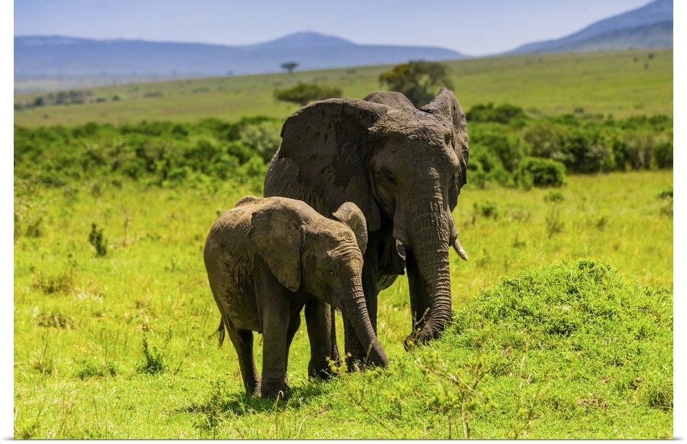Elephants seen on a Safari in the Maasai Mara National Reserve, Kenya, East Africa, Africa
