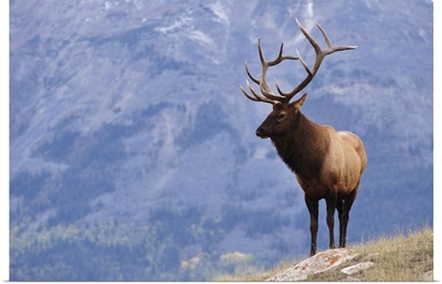 Elk, Jasper National Park, Alberta, Canada, North America