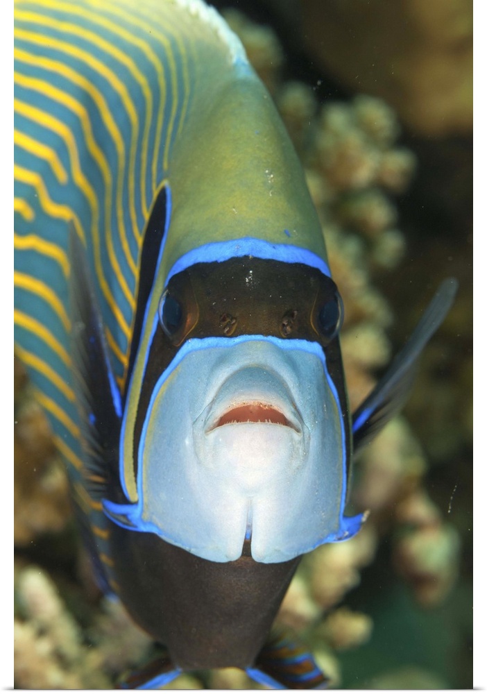 Emperor angelfish close-up, Naama Bay, Red Sea, Egypt, Africa