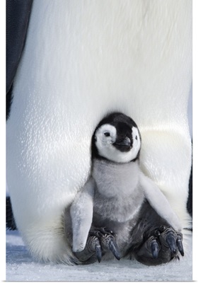 Emperor penguin chick, Snow Hill Island, Weddell Sea, Antarctica, Polar Regions