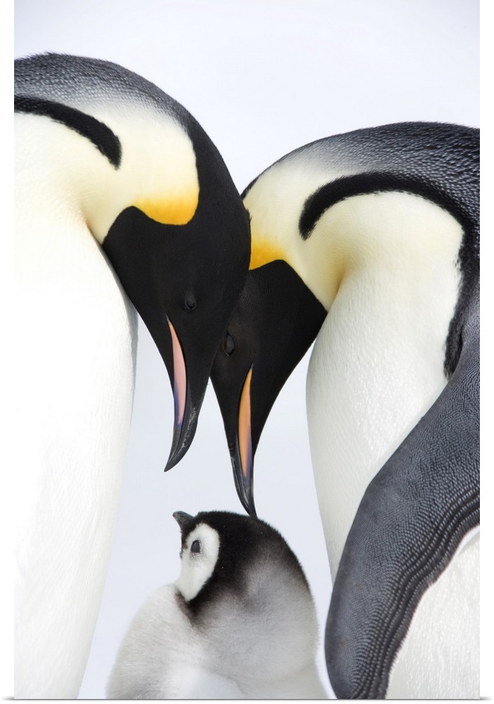 Emperor penguin (Aptenodytes forsteri), chick and adults, Snow Hill Island, Weddell Sea, Antarctica, Polar Regions
