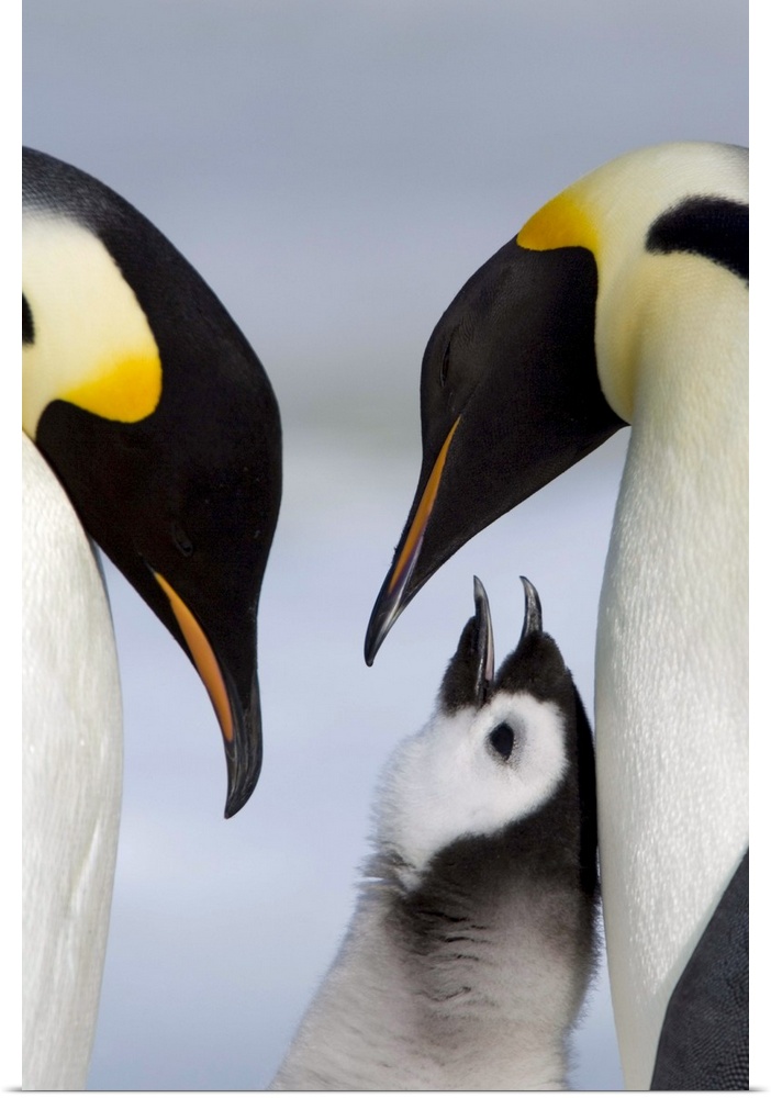 Emperor penguins and chick, Snow Hill Island, Weddell Sea, Antarctica, Polar Regions