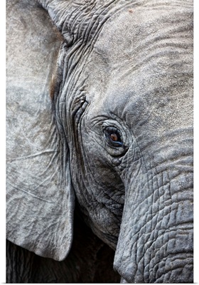 Eye of the African elephant, Serengeti National Park, Tanzania