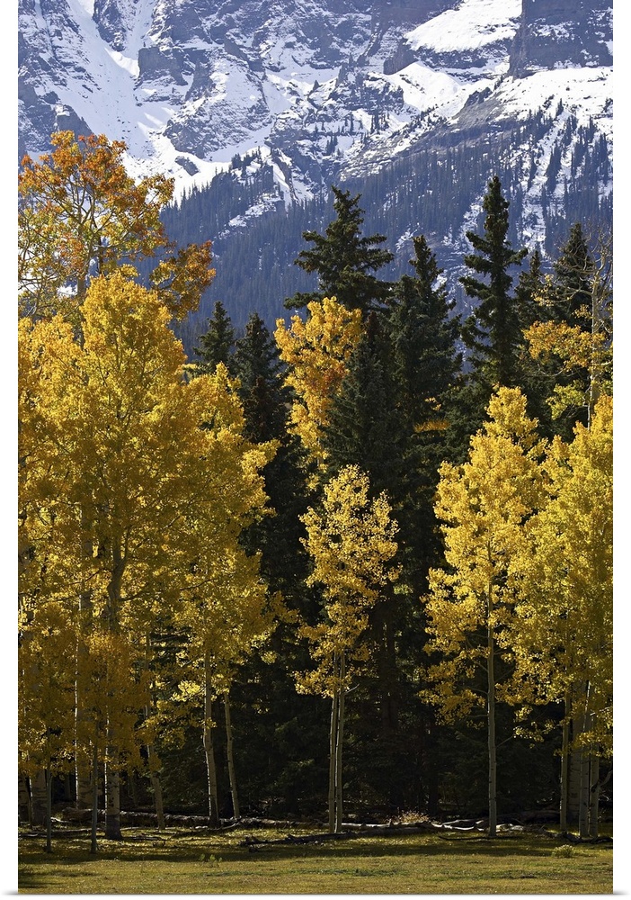 Fall colors of aspens with evergreens, near Ouray, Colorado
