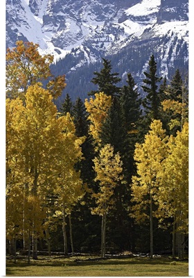 Fall colors of aspens with evergreens, near Ouray, Colorado