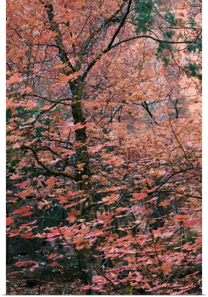 Fall colour, Zion National Park in autumn, Utah, USA
