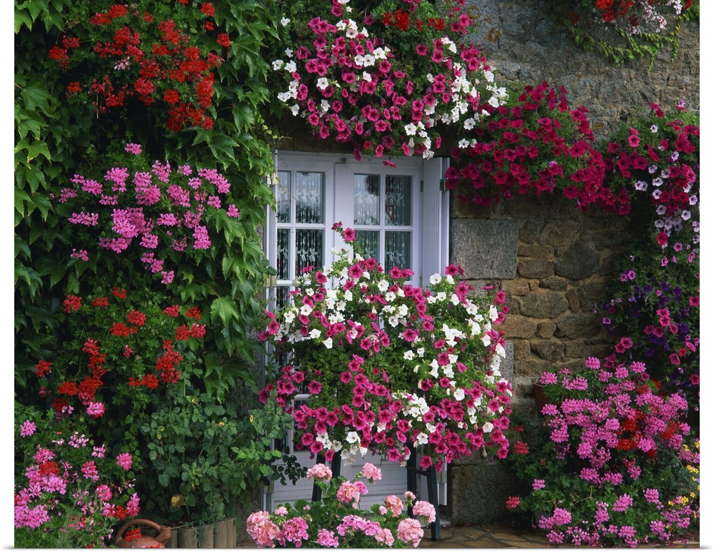 Farmhouse window surrounded by flowers, Ille-et-Vilaine, Brittany, France
