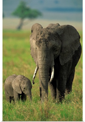 Female and calf, African elephant, Masai Mara National Reserve, Kenya