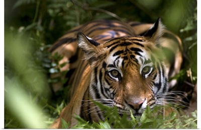 Female Indian Tiger, Bandhavgarh National Park, Madhya Pradesh state, India