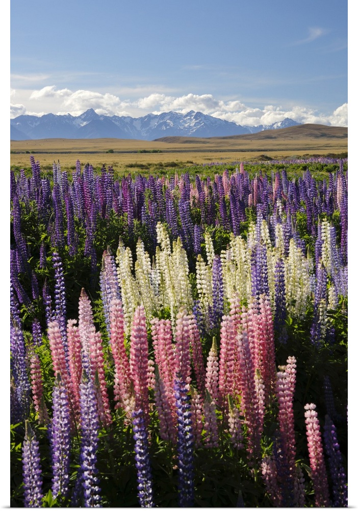 Field of lupins with Southern Alps behind, near Lake Tekapo, Canterbury region, South Island, New Zealand, Pacific
