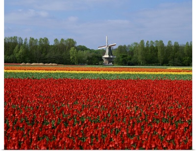 Field of tulips with a windmill in the background, near Amsterdam, Holland