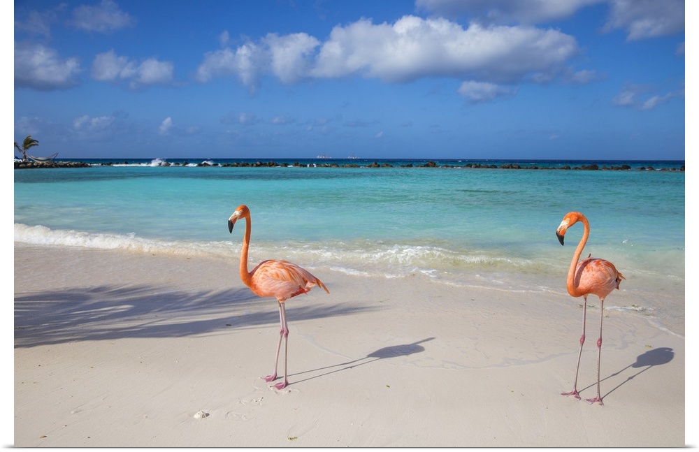 Flamingos on Flamingo beach, Renaissance Island, Oranjestad, Aruba, Lesser Antilles, Netherlands Antilles, Caribbean, Cent...