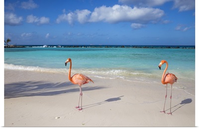 Flamingos On Flamingo Beach, Renaissance Island, Oranjestad, Aruba, Netherlands Antilles