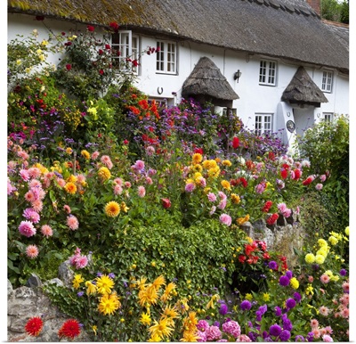 Flower fronted thatched cottage, Devon, England, United Kingdom, Europe