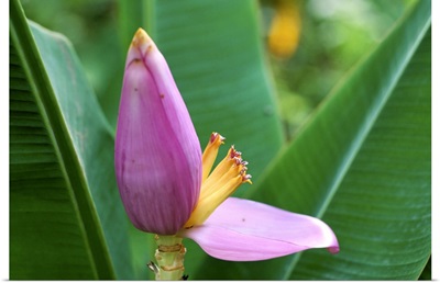 Flower of a banana plant, island of Martinique, French Lesser Antilles, West Indies