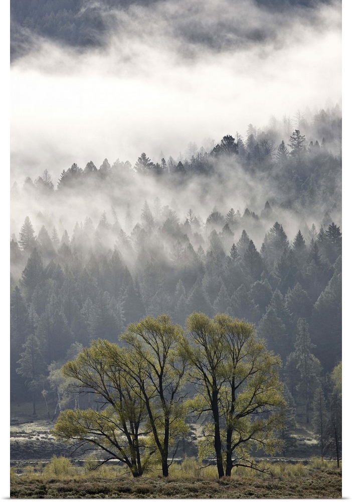 Fog mingling with evergreen trees, Yellowstone National Park, Wyoming