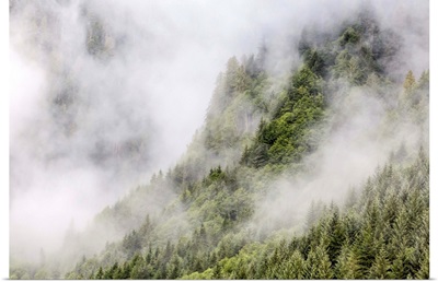 Fog-shrouded forest near Juneau, Southeast Alaska, USA