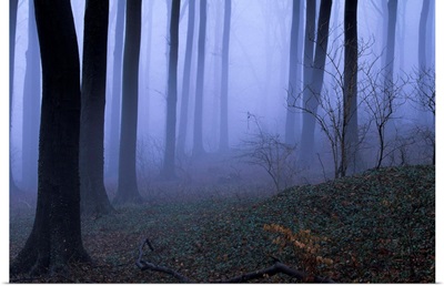 Forest in the fog, Bielefeld, Germany