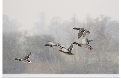 Four Mallard drakes and a duck flying in snowstorm, Wiltshire, England