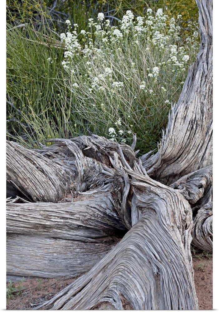 Fremont's peppergrass behind a weathered juniper trunk, Arches National Park, Utah