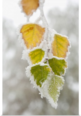 Frost-Covered Birch Leaves, Town Of Cakovice, Prague, Czech Republic