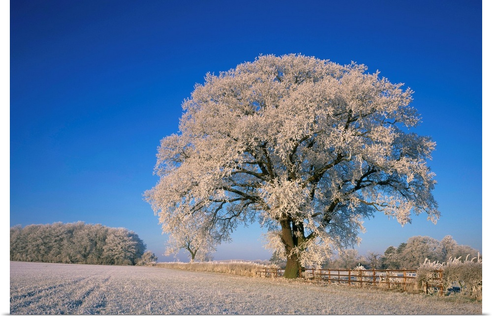 Frosted tree in rural winter scene, Leicestershire, England, United Kingdom, Europe