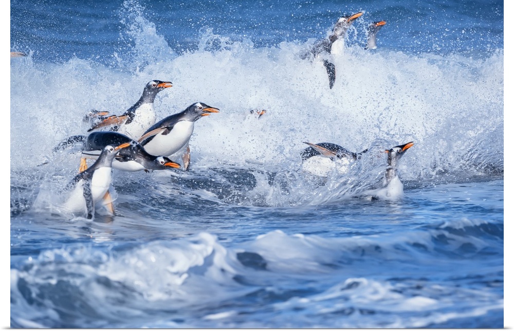Gentoo penguins (Pygocelis papua papua) jumping out of the water, Sea Lion Island, Falkland Islands, South America