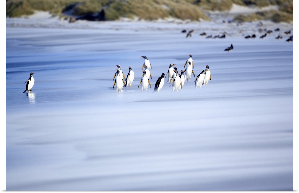 Gentoo penguins (Pygocelis papua papua) on the beach, Sea Lion Island, Falkland Islands, South Atlantic, South America