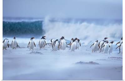 Gentoo Penguins Walking On The Beach, Sea Lion Island, Falkland Islands