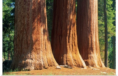 Giant sequoia trees in the Giant Forest in the Sequoia National Park, California, USA