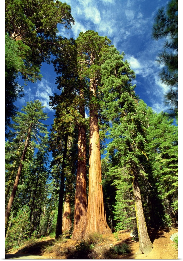 Giant sequoia trees, Mariposa Grove, Yosemite National Park, California