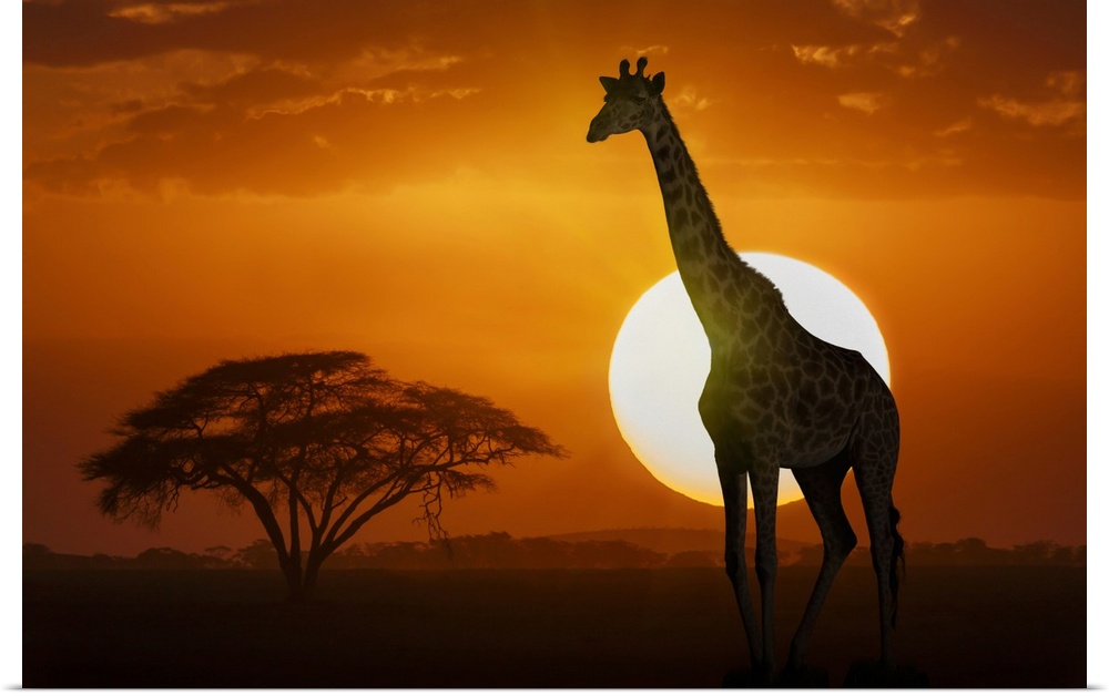 Giraffe at sunset in Amboseli National Park, Kenya, East Africa, Africa