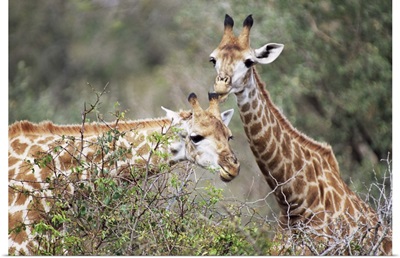 Giraffe, Mala Mala Game Reserve, Sabi Sand Park, South Africa