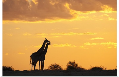 Giraffes, silhouetted at sunset, Etosha National Park, Namibia
