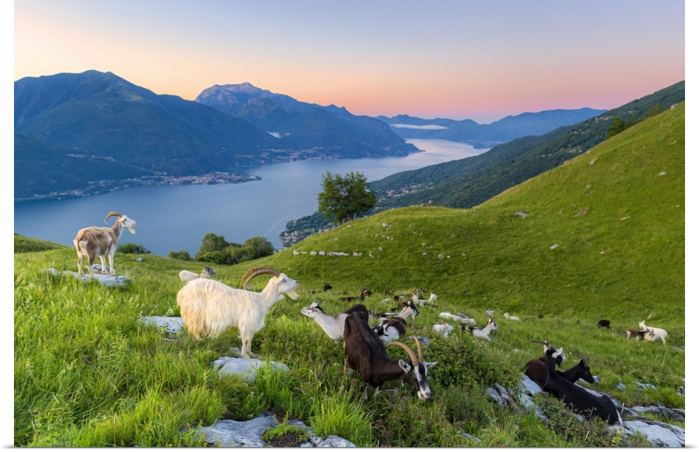 Goats at pasture eating and Lake Como at sunrise, Musso, Lake Como, Lombardy, Italian Lakes, Italy, Europe