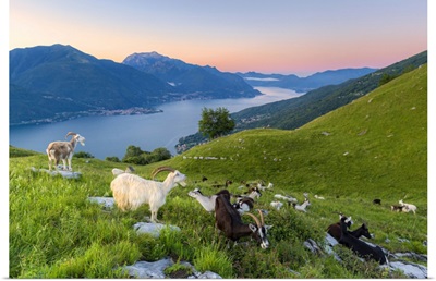 Goats At Pasture Eating And Lake Como At Sunrise, Lombardy, Italian Lakes, Italy