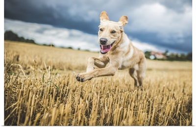 Golden Labrador running through a field of wheat, United Kingdom, Europe