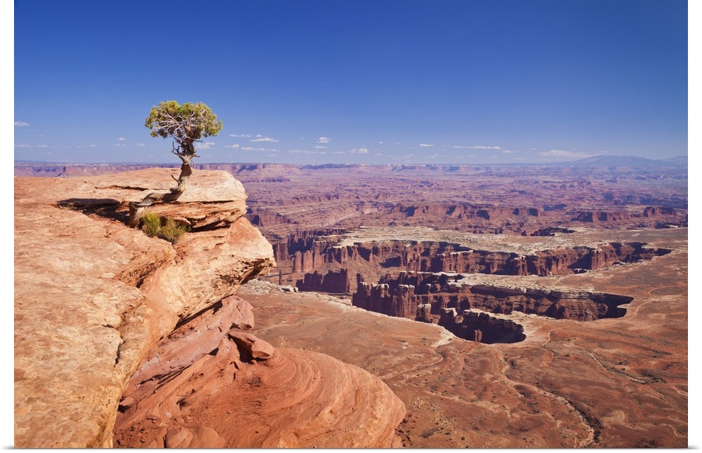 Grand View Point overlook and juniper tree, Canyonlands National Park, Utah