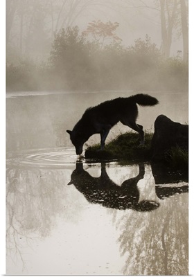 Gray wolf drinking in the fog, reflected in the water, Sandstone, Minnesota
