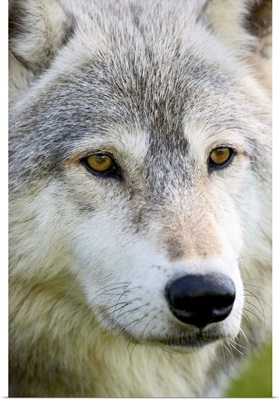 Gray wolf in captivity, Sandstone, Minnesota, USA