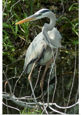 Great Blue Heron, Everglades National Park, Florida, USA