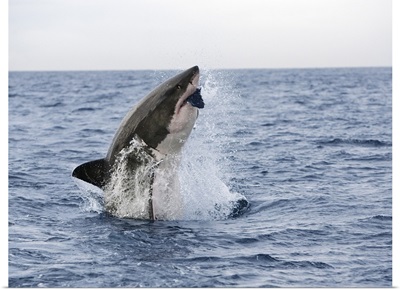 Great white shark breaching to decoy, Seal Island, False Bay, Cape Town, Africa
