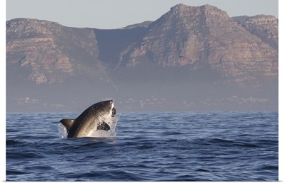 Great white shark, Seal Island, False Bay, Simonstown, South Africa