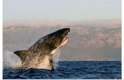 Great white shark, Seal Island, False Bay, Simonstown, South Africa